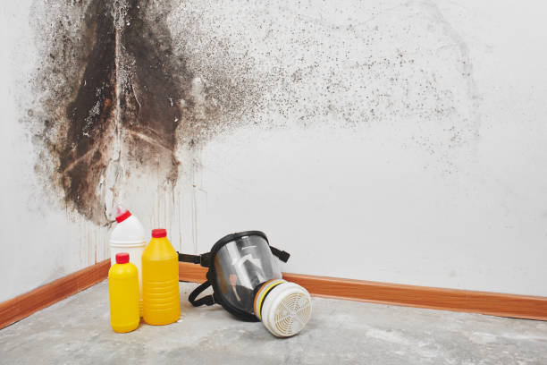 Best Residential Mold Remediation in Waterflow, NM