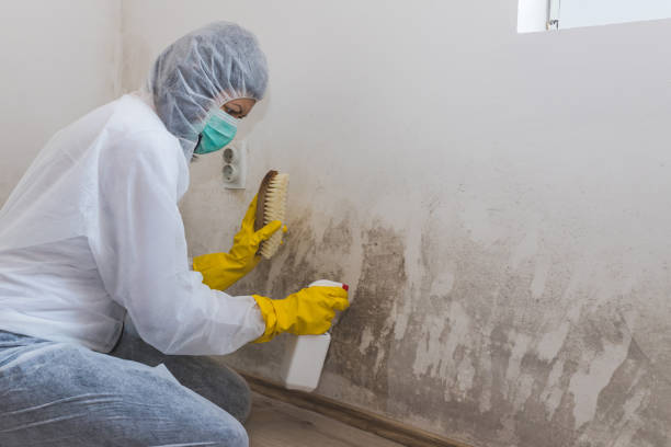 Professional Mold Remediation in Waterflow, NM